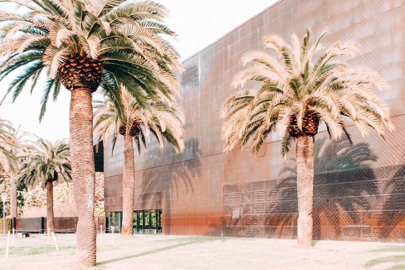 Palm trees at de Young Museum