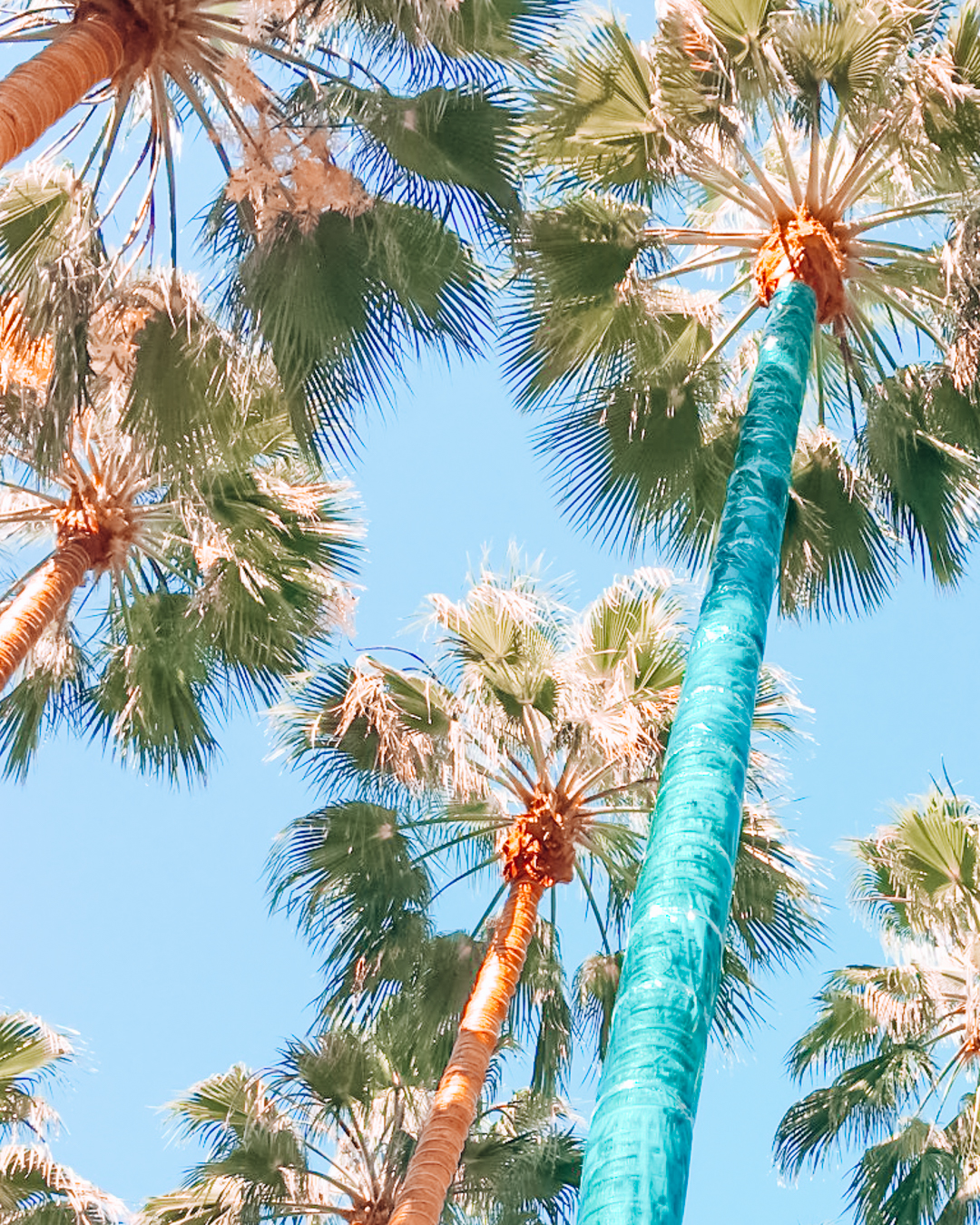 22 Reasons To Visit San Jose, CA Why You Should Visit San Jose